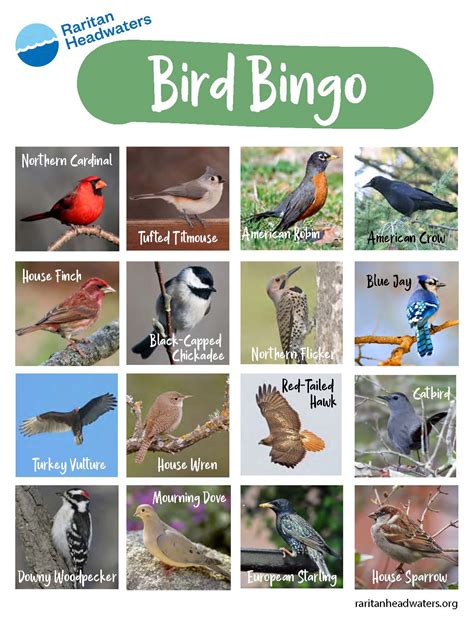 Bird Bingo Printable
